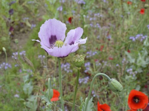 poppy purple flower