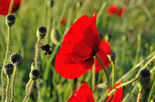 poppy bee hummel