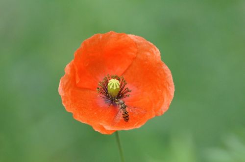 poppy flower plant