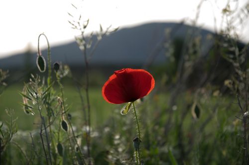 poppy field spring