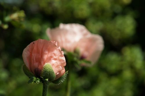 poppy blossom bloom