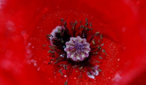 poppy flower nature