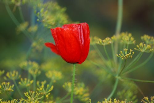 poppy red flower