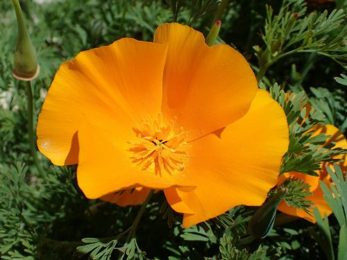 poppy flower eschscholzia californica