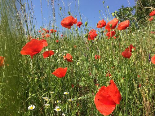 poppy spring field