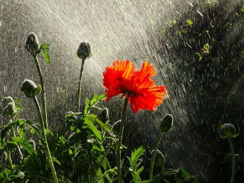 poppy drop of water sun