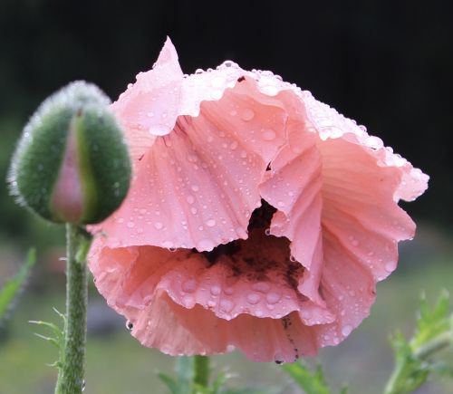 poppy dew pink