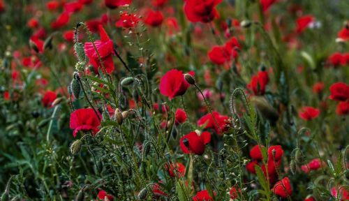 poppy meadow red