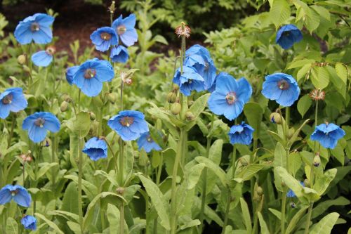 poppy blue poppies