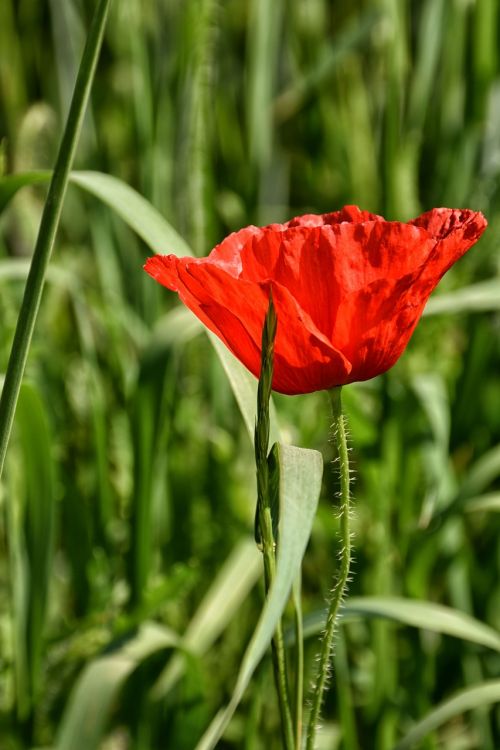 poppy blossom bloom