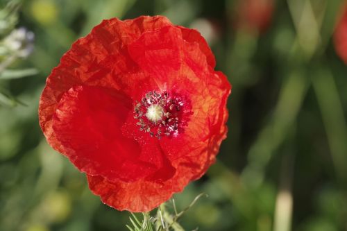 poppy flower red