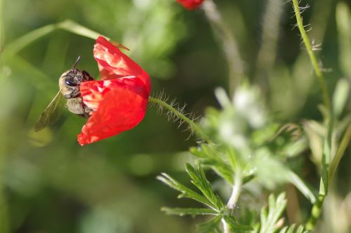 poppy flower bee