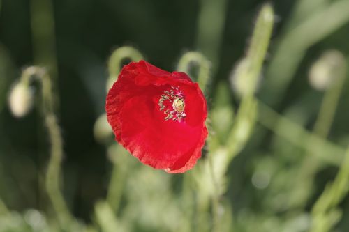 poppy flower meadow