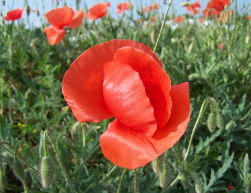 poppy red flower meadow flower