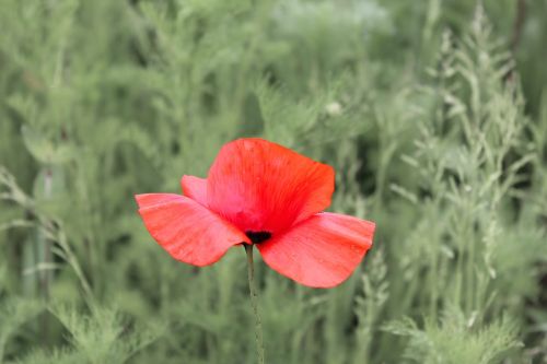 poppy blossom bloom