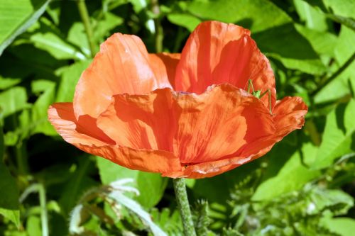 poppy flower blossom