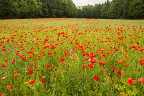 poppy field of poppies meadow