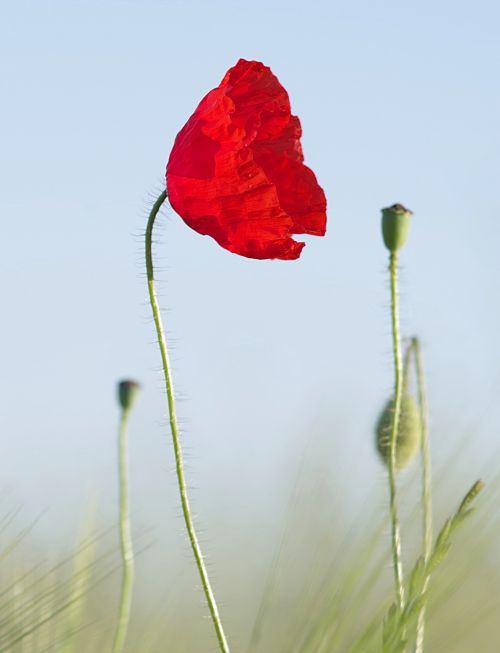 poppy red grasshopper