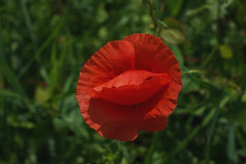 poppy flower red poppy