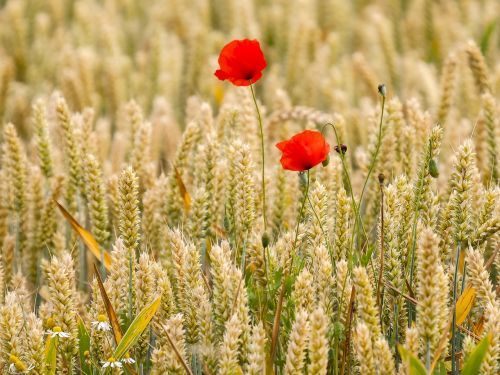 poppy flower blossom