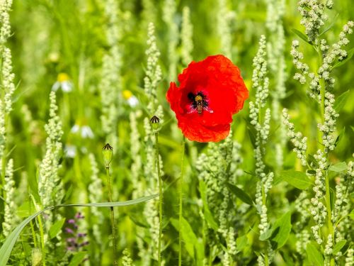 poppy flower blossom