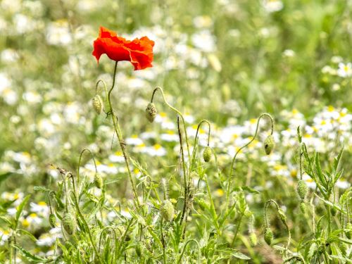 poppy flower blossom