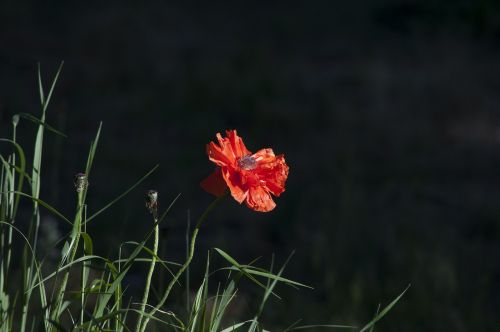 poppy flower red