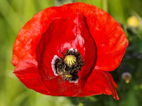 poppy flower blossom