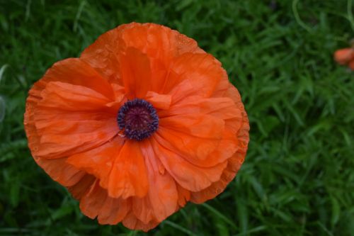 poppy flower outdoor