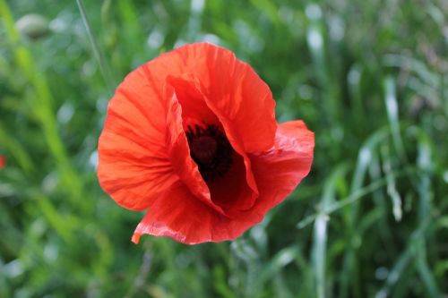 poppy flower plant