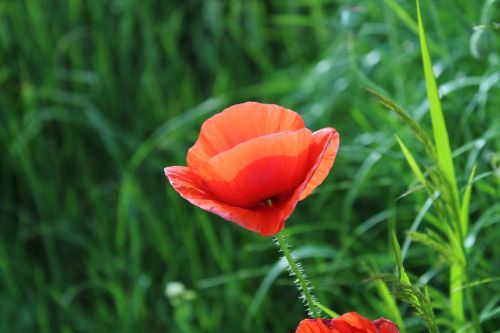 poppy flower plant