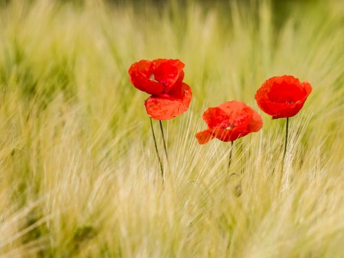 poppy flower nature