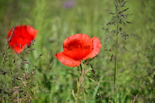 poppy meadow flower