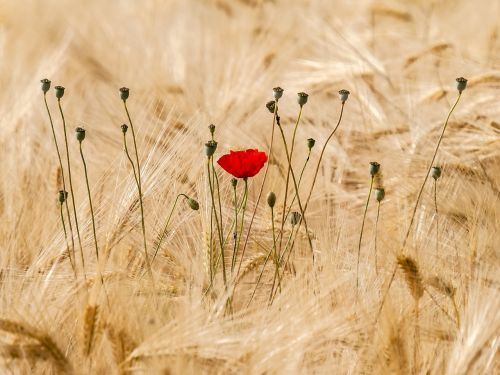 poppy flower plant