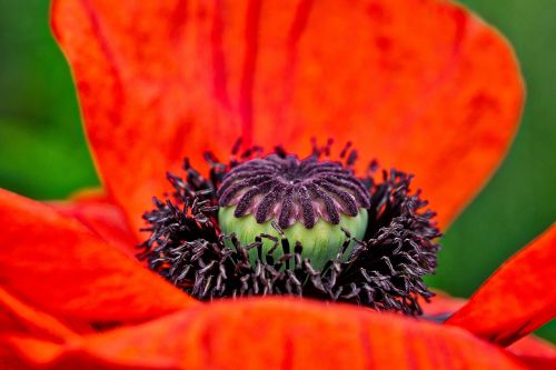 poppy bleed red poppy