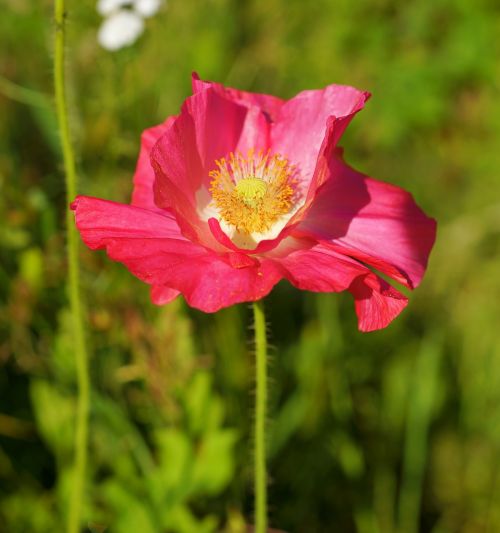 poppy pink blossom
