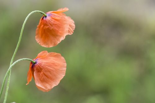 poppy flower tar