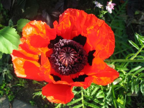 poppy flower red