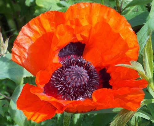 poppy carrot klatschmohn