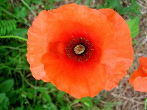 poppy summer plant