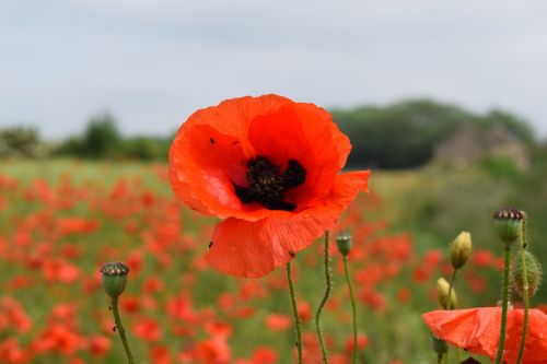 poppy red summer