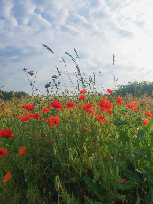 poppy field summer