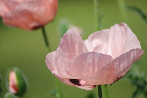 poppy pink pink poppy