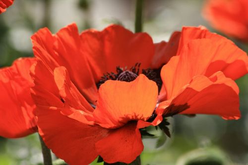 poppy orange red