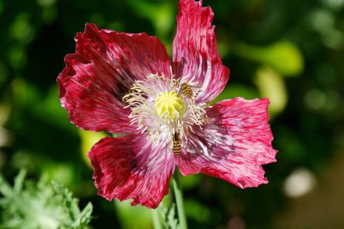 poppy garden flower umbel