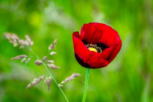 poppy flower nature