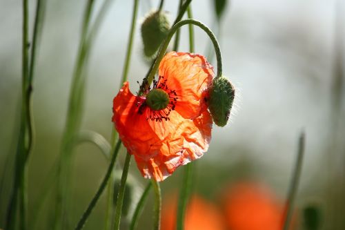 poppy klatschmohn blossom