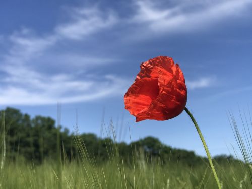 poppy field nature