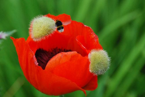 poppy klatschmohn blossom