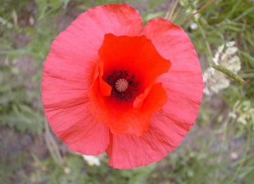 poppy red flower